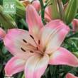 Lilium Asia.Hybr.Levi: Bild 1/1