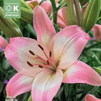 Lilium Asia.Hybr.Levi