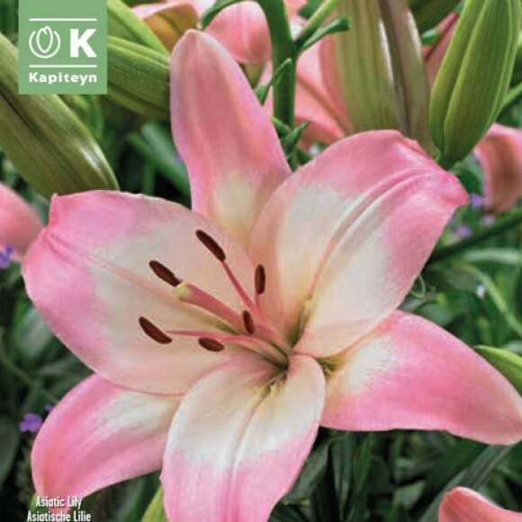 Lilium Asia.Hybr.Levi: Bild 1/1 Lilium Asia.Hybr.Levi: Bild 1/1