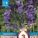 Agapanthus africanus - Schmucklilie