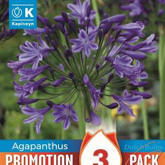 Agapanthus africanus blau