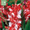 Gladiolus Hybr.Zizanie - Gladiole