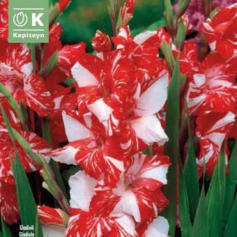 Gladiolus Hybr.Zizanie