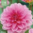 Dahlia Hybr.Onesta: Bild 1/1