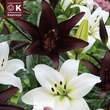 Lilium Asia.Hybride: Bild 1/1