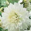 Dahlia Hybr.White Perfection - Schmuck Dahlie