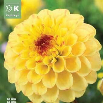 Dahlia Ball Sunny Boy