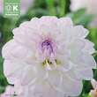 Dahlia Hybr.Eveline: Bild 1/1