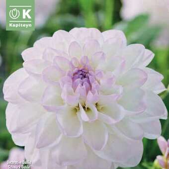 Dahlia Hybr.Eveline