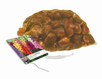 Gladiolus Hybr. Mischung gr50