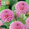 Dahlia Hybr.Stolze von Berlin: Bild 1/1