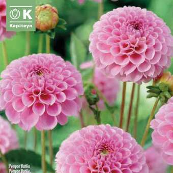 Dahlia Hybr.Stolze von Berlin