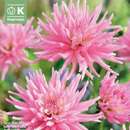 Dahlia Hybr.Park Princess - Kaktus Rabatten Dahlie