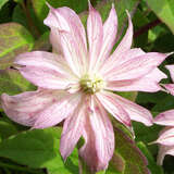 Clematis montana 'Marjorie' - Bergwaldrebe