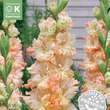 Gladiolus Hybr.Great Queen Elisabeth: Bild 1/1