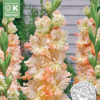 Gladiolus Hybr.Great Queen Elisabeth