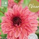 Dahlia Decorative Bacardi - Schmuck Dahlie