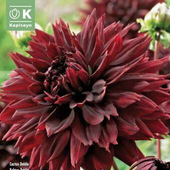 Dahlia Hybr.Black Touch
