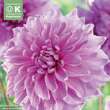 Dahlia Hybr.Lavender Perfection: Bild 1/1