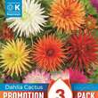 Dahlia Hybride Kaktus: Bild 1/1