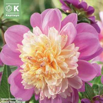 Dahlia Hybr.Take Off