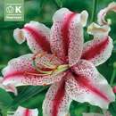 Lilium Orien. Hybr. Dizzy - Lilie