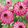 Dahlia Hybr.Little Robert: Bild 1/1