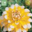 Dahlia Hybr.Seattle: Bild 1/1