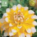 Dahlia Hybr.Seattle - Schmuck Dahlie