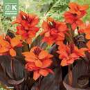 Canna indica Happy Julia - Indisches Blumenrohr