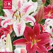 Lilium Oriental Hybr. Combi rot/weiß: Bild 1/1