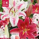 Lilium Oriental Hybr. Combi rot/weiß - Lilien Oriental Prachtmischung