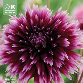 Dahlia Hybr.Alauna Claire Obscura