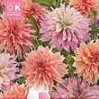 Dahlia Hybride Combi Schmuck pastell: Bild 1/1