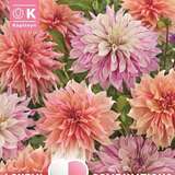 Dahlia Hybride - Schmuck Dahlie Mischung