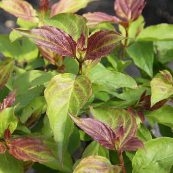 Cornus pumila
