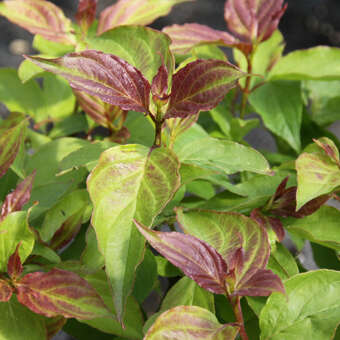 Cornus pumila