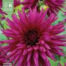 Dahlia Hybr.Ambition - Spinnen Dahlie