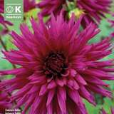 Dahlia Hybr.Ambition - Spinnen Dahlie