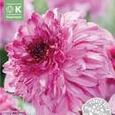 Dahlia Hybr.Richards Fortune - Anemoneblütige Dahlie