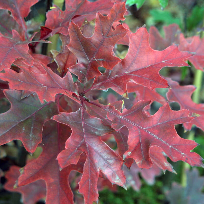 Amerikanische Roteiche Quercus rubra