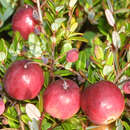 Vaccinium macrocarpon - Cranberry