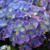 Hydrangea macrophylla 'Bodensee' - Gartenhortensie