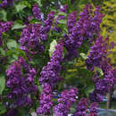 Syringa vulgaris 'Andenken an Ludwig Späth' - Edelflieder - einfachblühend