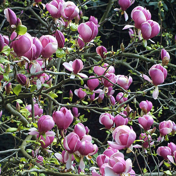 Magnolia soulangeana 'Lennei': Bild 4/6 Magnolia soulangeana 'Lennei': Bild 4/6