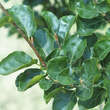 Fagus sylvatica 'Rotundifolia': Bild 1/2