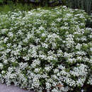 Spiraea decumbens - Kriech-Spierstrauch