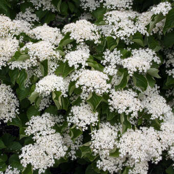 Viburnum 'Huron'