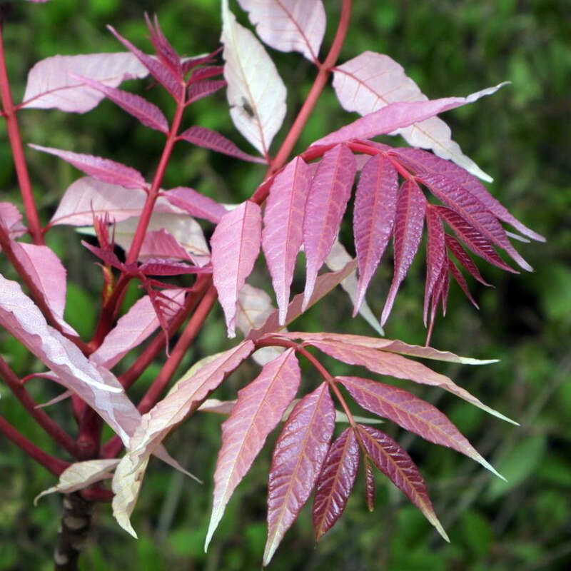 Surenbaum Toona sinensis 'Flamingo' weiß