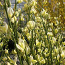 Cytisus praecox - Ginster